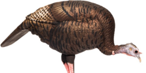 Dave Smith Decoys Feeding Hen