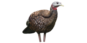 Avian-X Breeder Hen