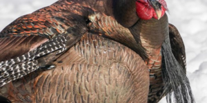 Dave Smith Decoys Feeding Hen
