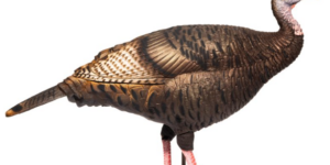 Dave Smith Decoys Leading Hen