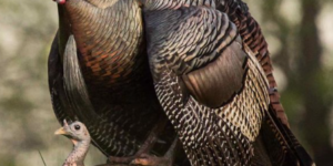 Dave Smith Decoys Leading Hen