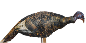 Montana Decoy Co Miss Purrfect XD3 Hen Decoy